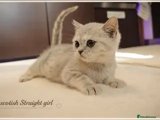 Scottish Fold cats Scotish fold kittens - Advert 13