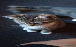 Mixed Breed cats for sale: 3 ADORABLE STRIPEY FURBALLS  - Image 6