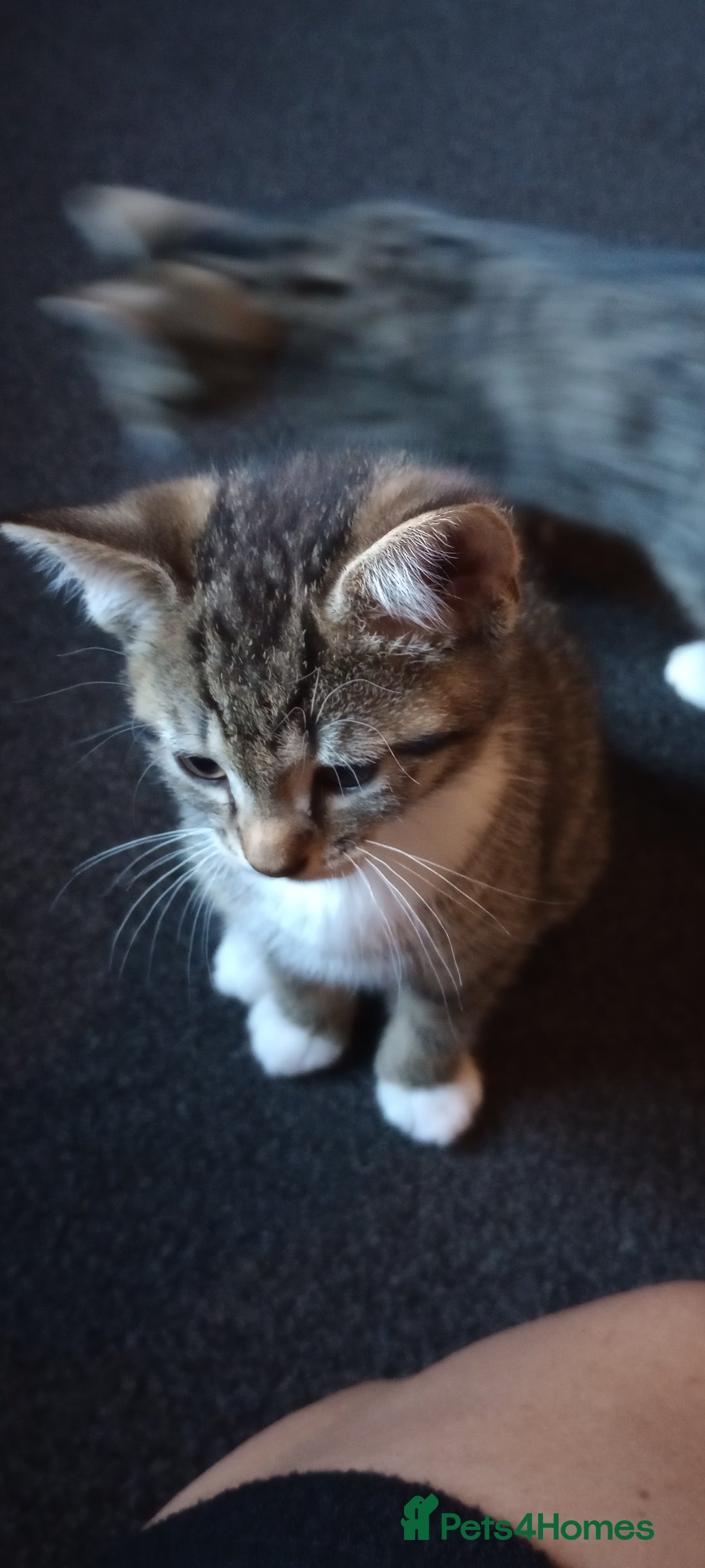 Mixed Breed cats for sale: 3 ADORABLE STRIPEY FURBALLS  - Image 6