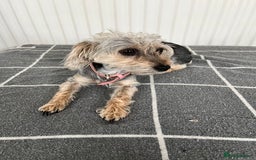 Mixed Breed dogs for sale: Poodle-Puff - Image 1