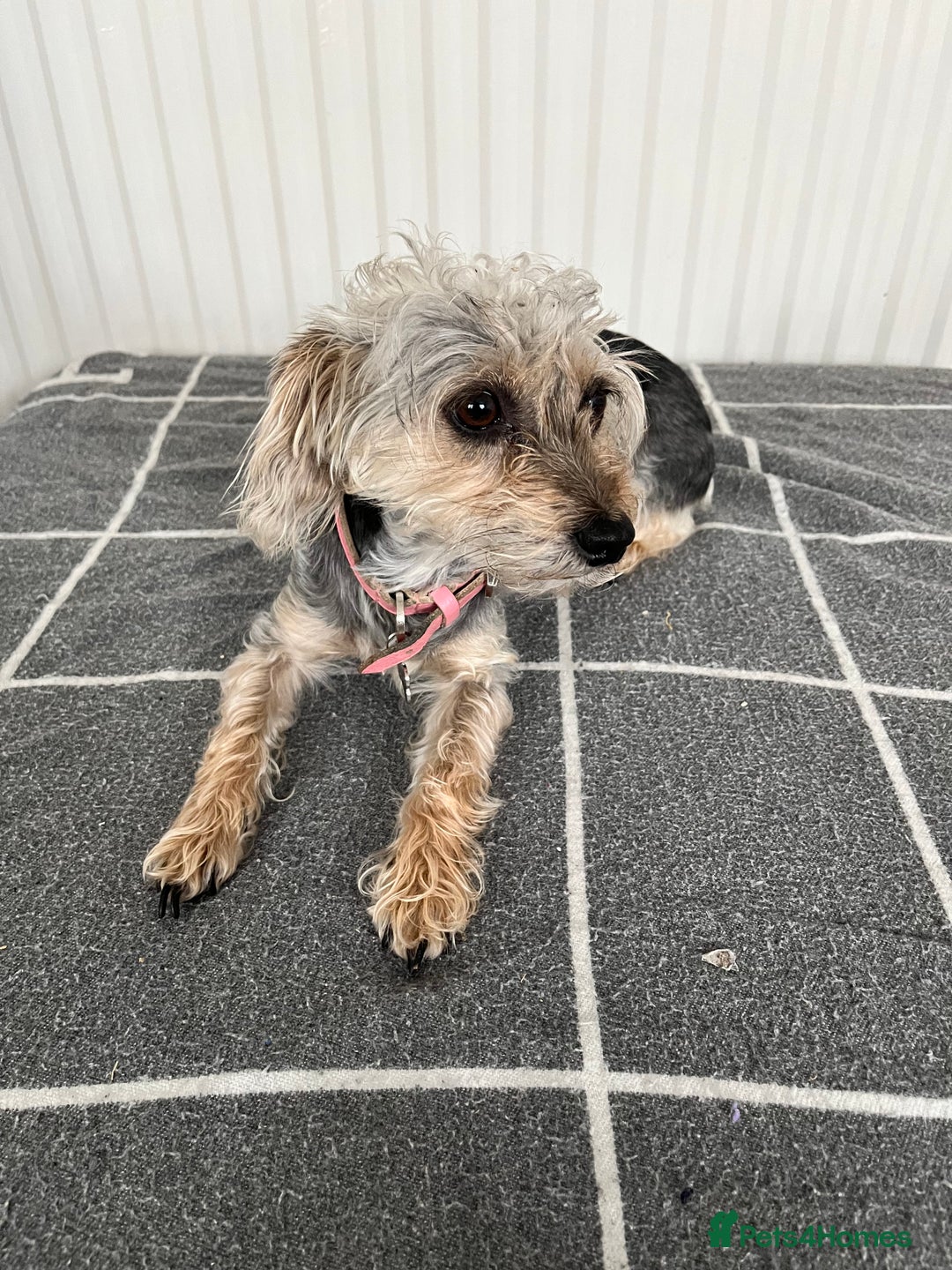 Mixed Breed dogs for sale: Poodle-Puff - Image 1