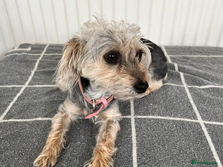 Mixed Breed dogs - Advert 2