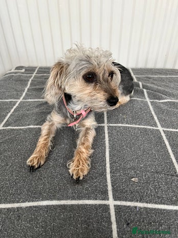 Mixed Breed dogs - Advert 1
