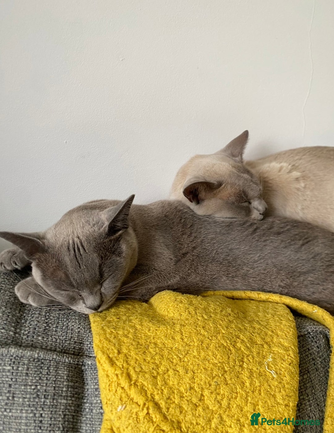 Burmese cats for sale: 2 beautiful Burmese cats age 5 and 3 - Advert 8