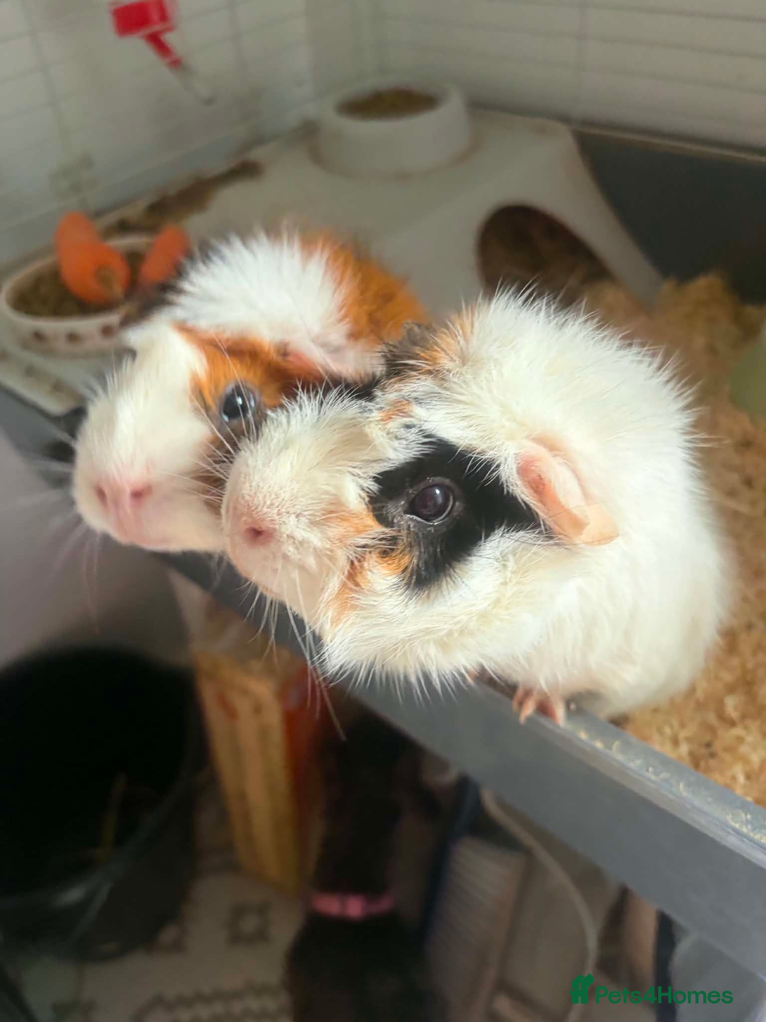 Guinea Pig rodents 2 Male guineu pigs (FREE) - Advert 3