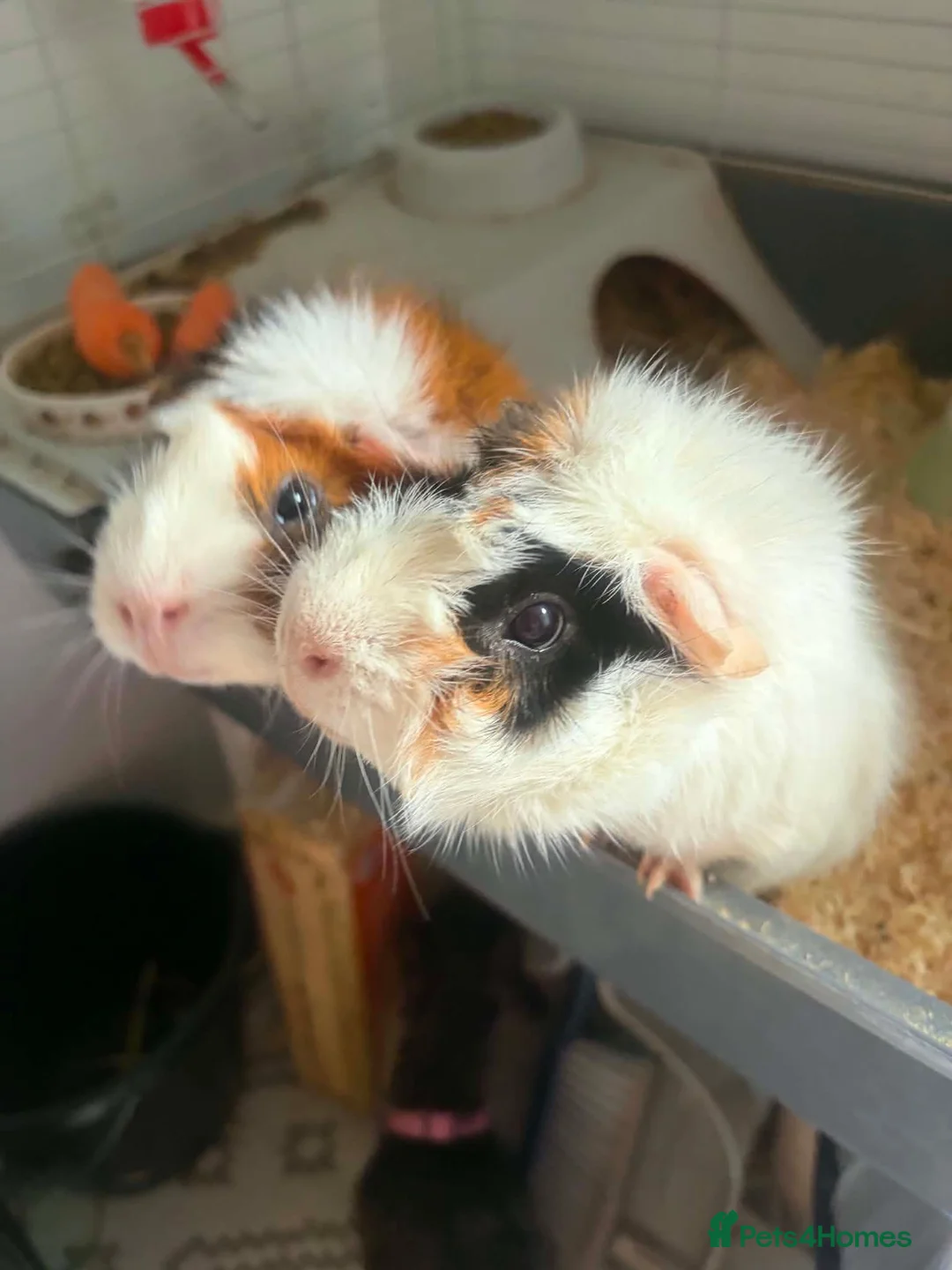 Guinea Pig rodents for sale: 2 Male guineu pigs (FREE) in Walsall - Advert 1