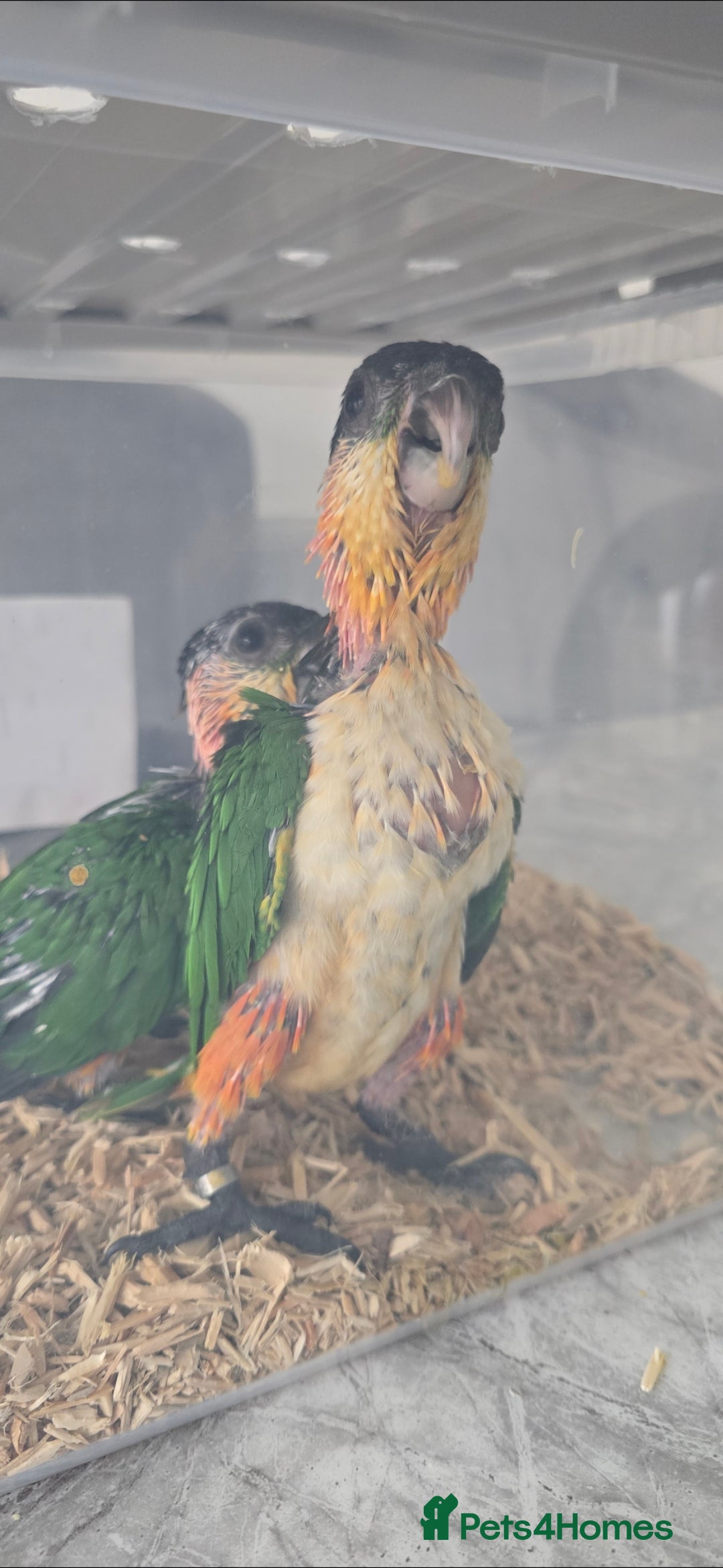 Parrots birds for sale: black headed Caiques hand reared babies  - Advert 7