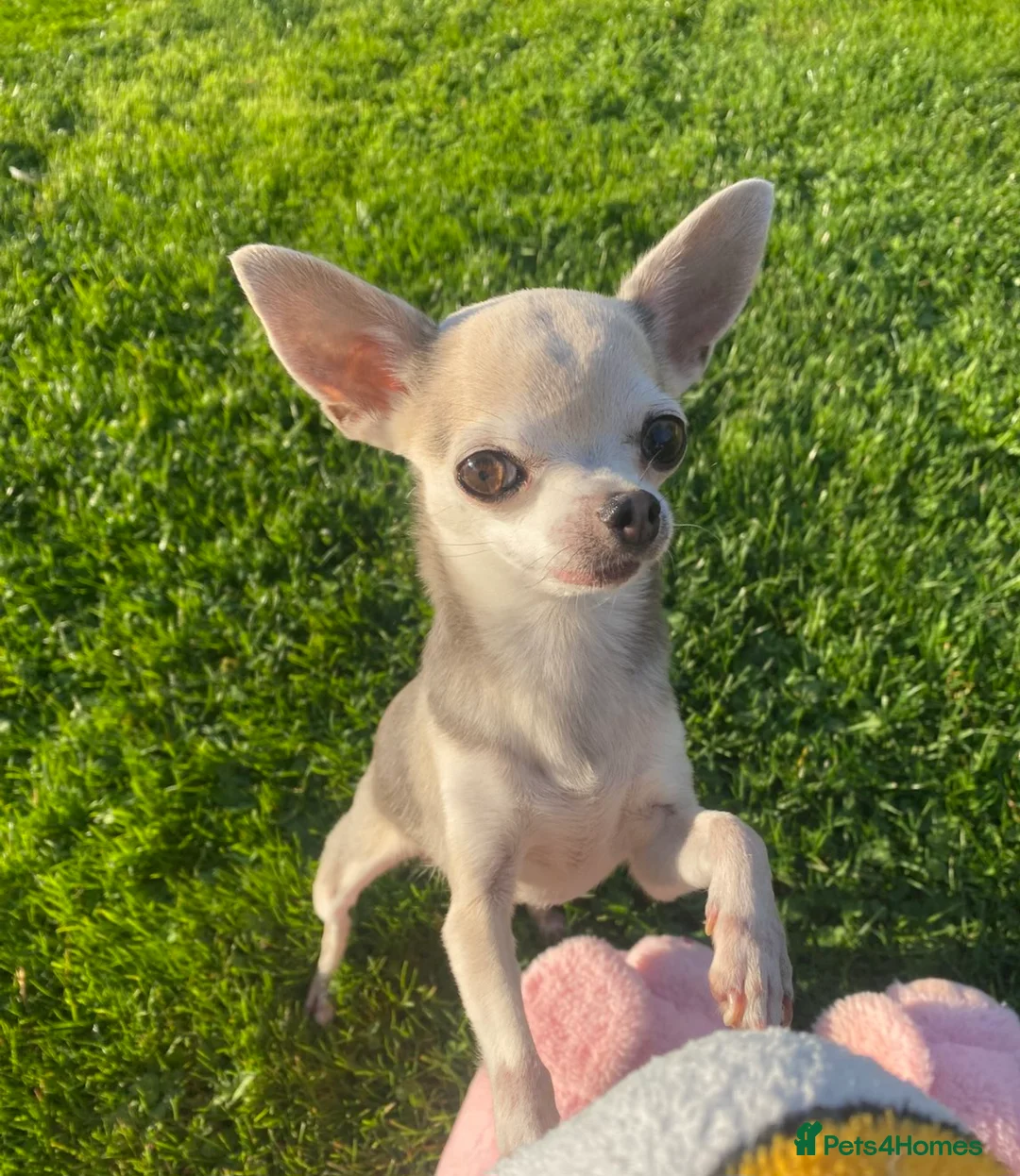 Chihuahua dogs for sale: Pure White Chihuahua Male Puppies For Sale - Advert 2