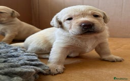 Labrador Retriever dogs for sale: Last Yellow Male available 19th Sept 2025 - Image 10