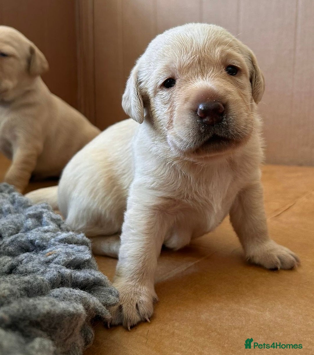 Labrador Retriever dogs for sale: Last Yellow Male available 19th Sept 2025 - Image 10