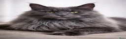 Maine Coon cats for sale: Licensed XXL Maine Coon kittens - Advert 4