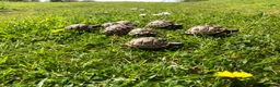Tortoise reptiles for sale: Baby Spur Thigh Tortoises  - Advert 4