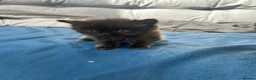 Mixed Breed cats for sale: £400 persian tortoiseshell kittens - Advert 8