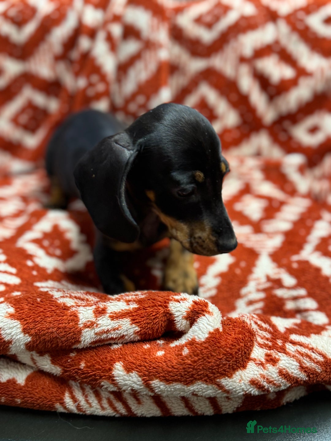 Miniature Dachshund dogs for sale: Miniature dachshund - Image 11
