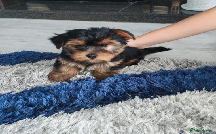 Yorkshire Terrier dogs - Advert 1