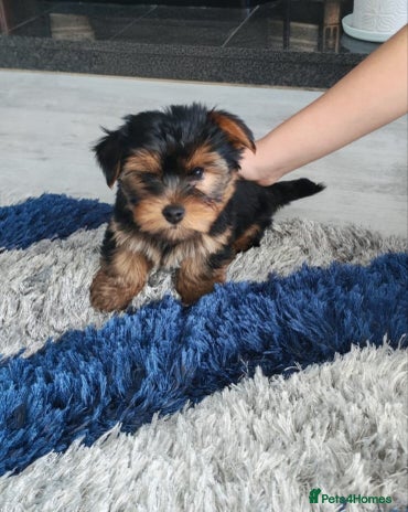 Yorkshire Terrier dogs - Advert 1