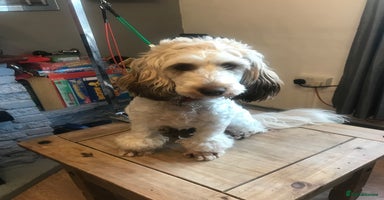 Cockapoo dogs - Advert 11
