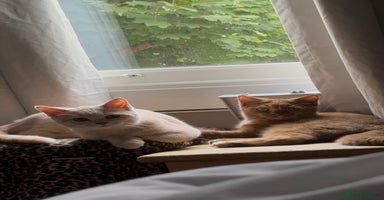 British Shorthair cats - Advert 16