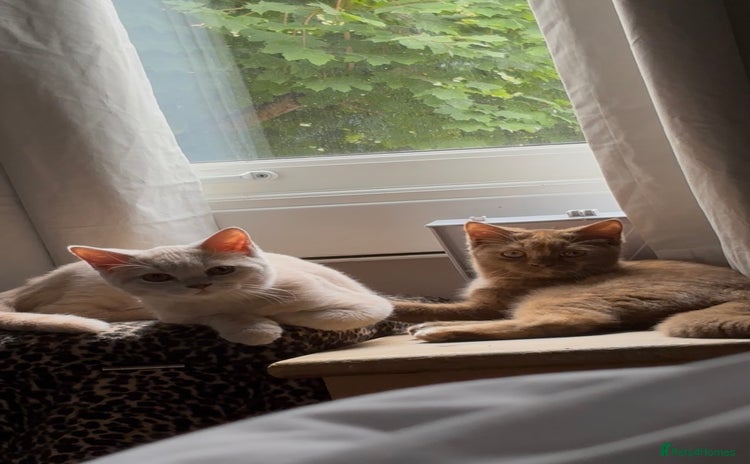 British Shorthair cats - Advert 1