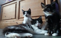 Maine Coon cats for sale:  Vet check. Full Vaccinated. Microchiped kittens in Sudbury - Image 21
