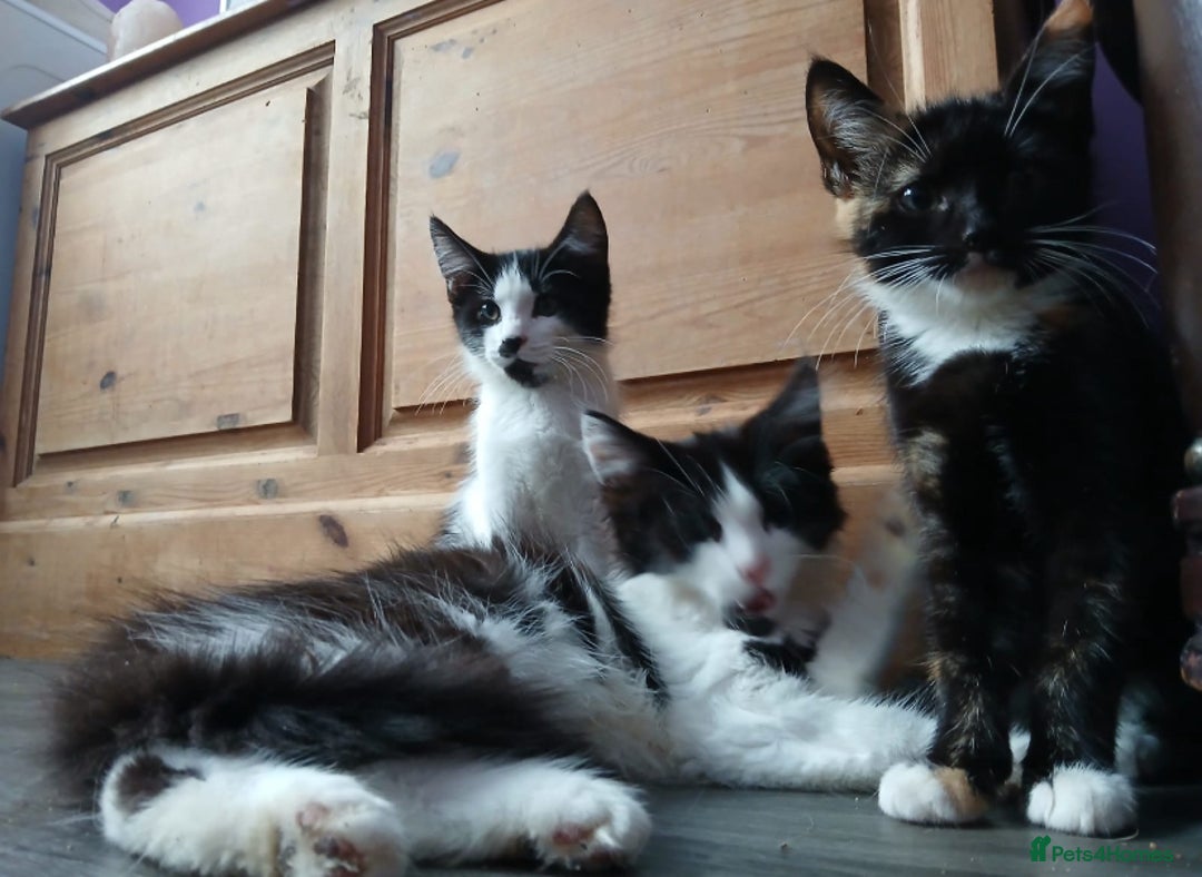Maine Coon cats for sale:  Vet check. Full Vaccinated. Microchiped kittens in Sudbury - Image 21