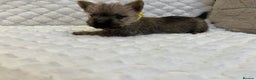 Cairn Terrier dogs for sale: Cairn terrier puppies  - Advert 4