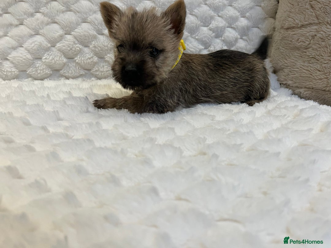 Cairn Terrier dogs for sale: Cairn terrier puppies  - Advert 4