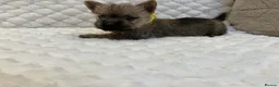 Cairn Terrier dogs for sale: Cairn terrier puppies  - Advert 2