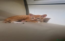 Mixed Breed cats for sale: 4 little kittens(3 ginger boys+1 mixed colour girl - Image 5
