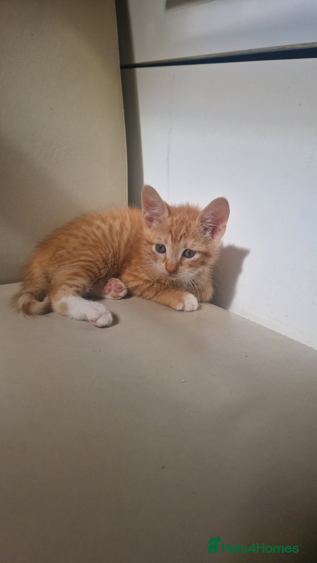 Mixed Breed cats for sale: 4 little kittens(3 ginger boys+1 mixed colour girl - Image 5