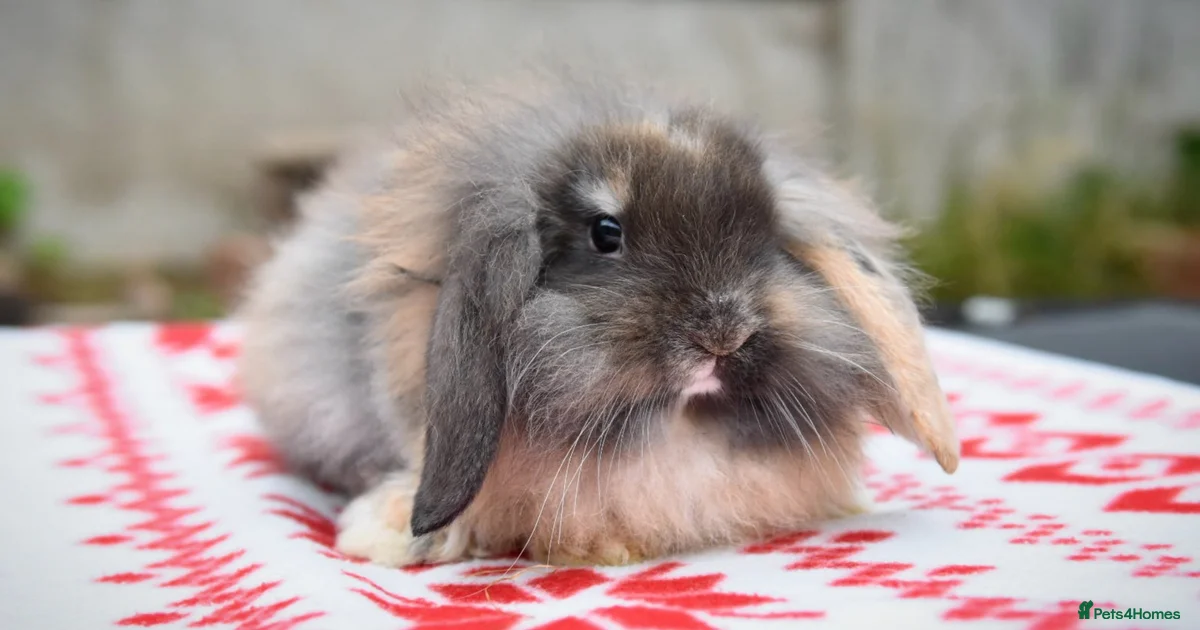Rabbits for Sale for sale in Rhyl, Denbighshire | Pets4Homes