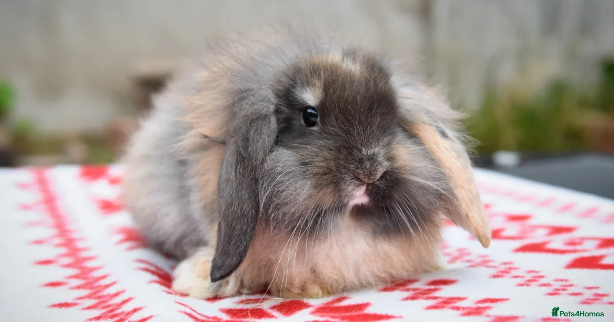 Rabbits for Sale for sale in Rhyl, Denbighshire | Pets4Homes