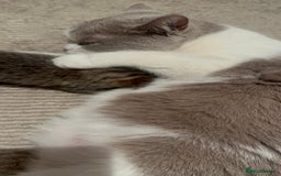 Mixed Breed cats for sale: 7 Kittens looking to move into forever home - Image 2