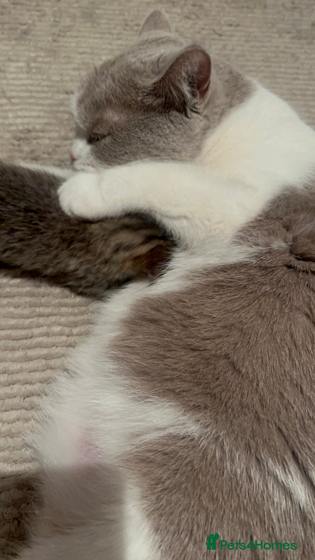 Mixed Breed cats for sale: 7 Kittens looking to move into forever home - Image 2