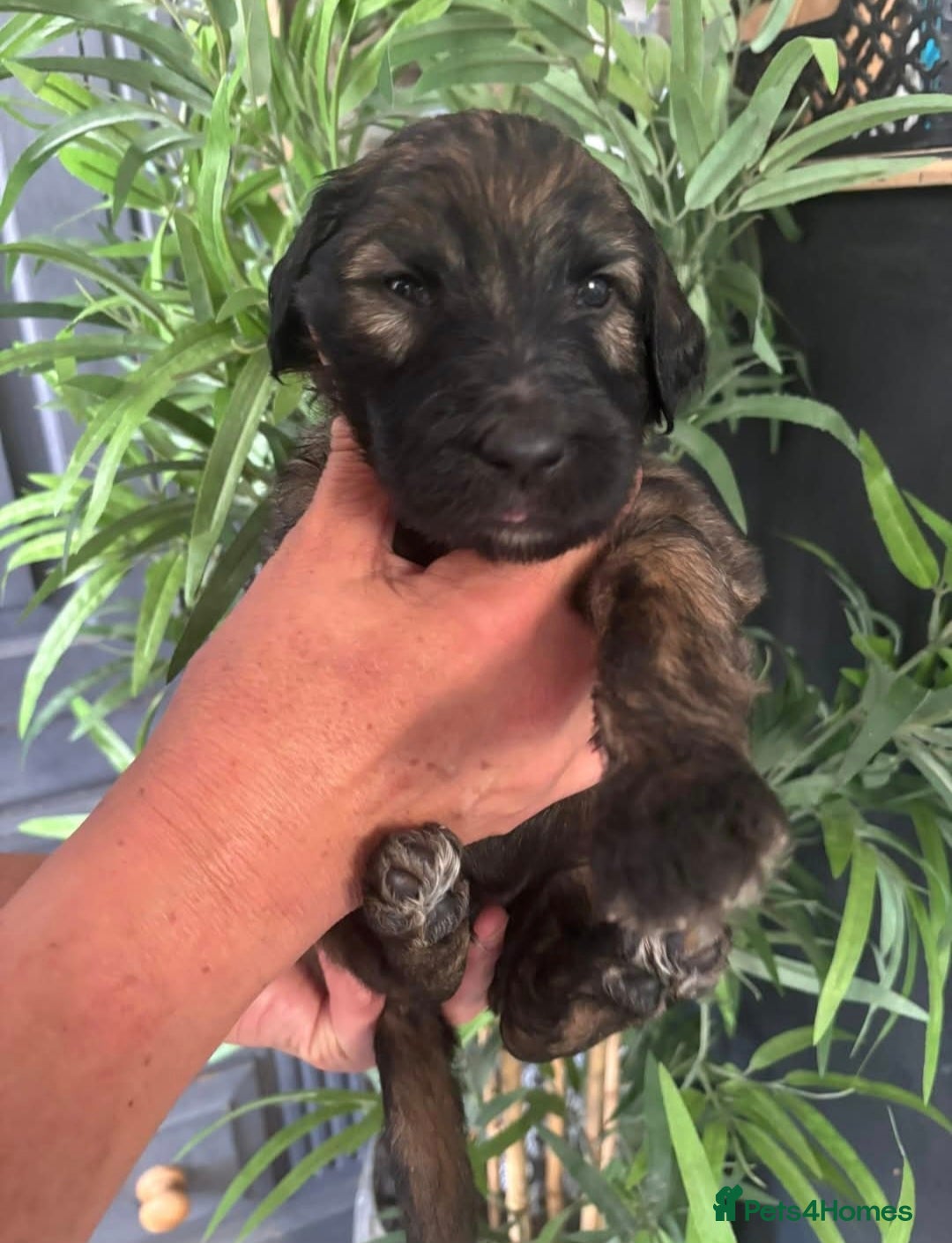 Goldendoodle dogs for sale: MultiGen Goldendoodles  - Image 17
