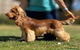 Cockapoo dogs for sale: Adorable Cocker Spaniel/Cockapoo Puppies - Image 5