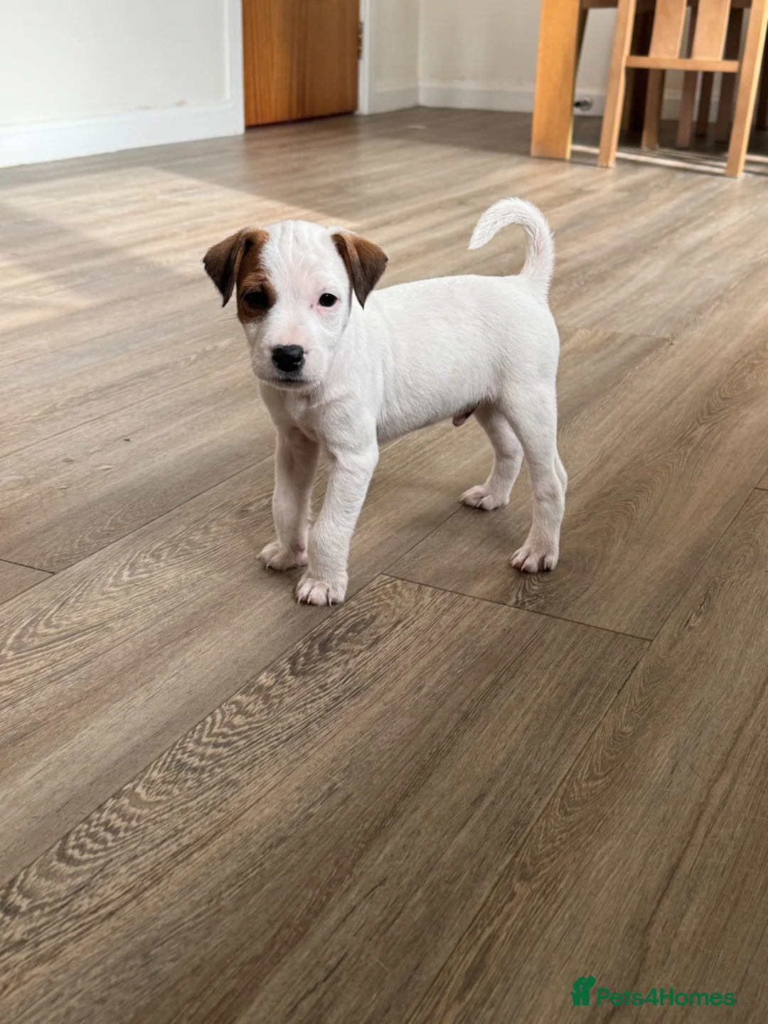 Parson Russell dogs for sale: Long legged Parson Jack Russell pups - Advert 9