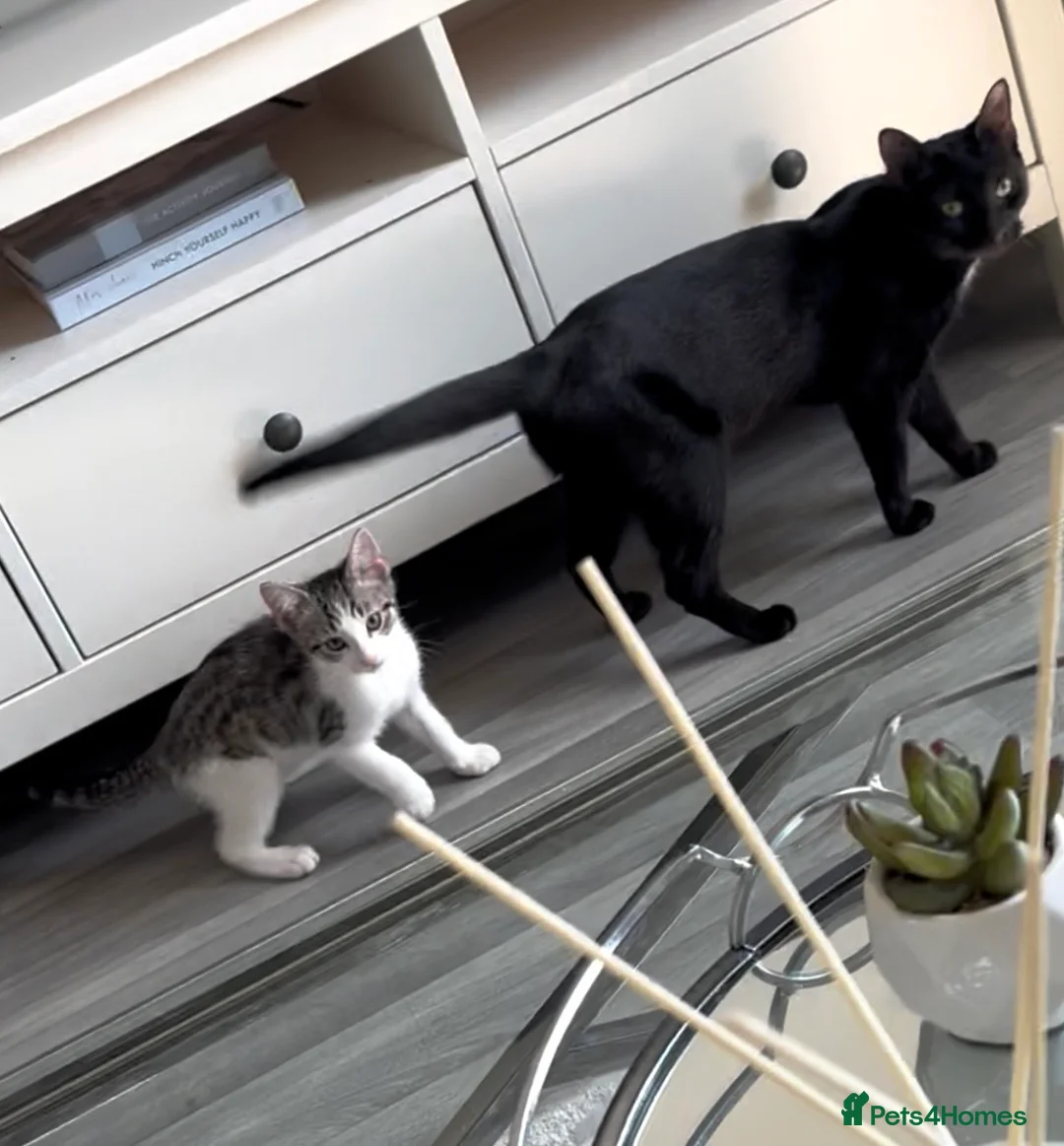 Mixed Breed cats for sale: Grey and white male kitten  - Advert 1