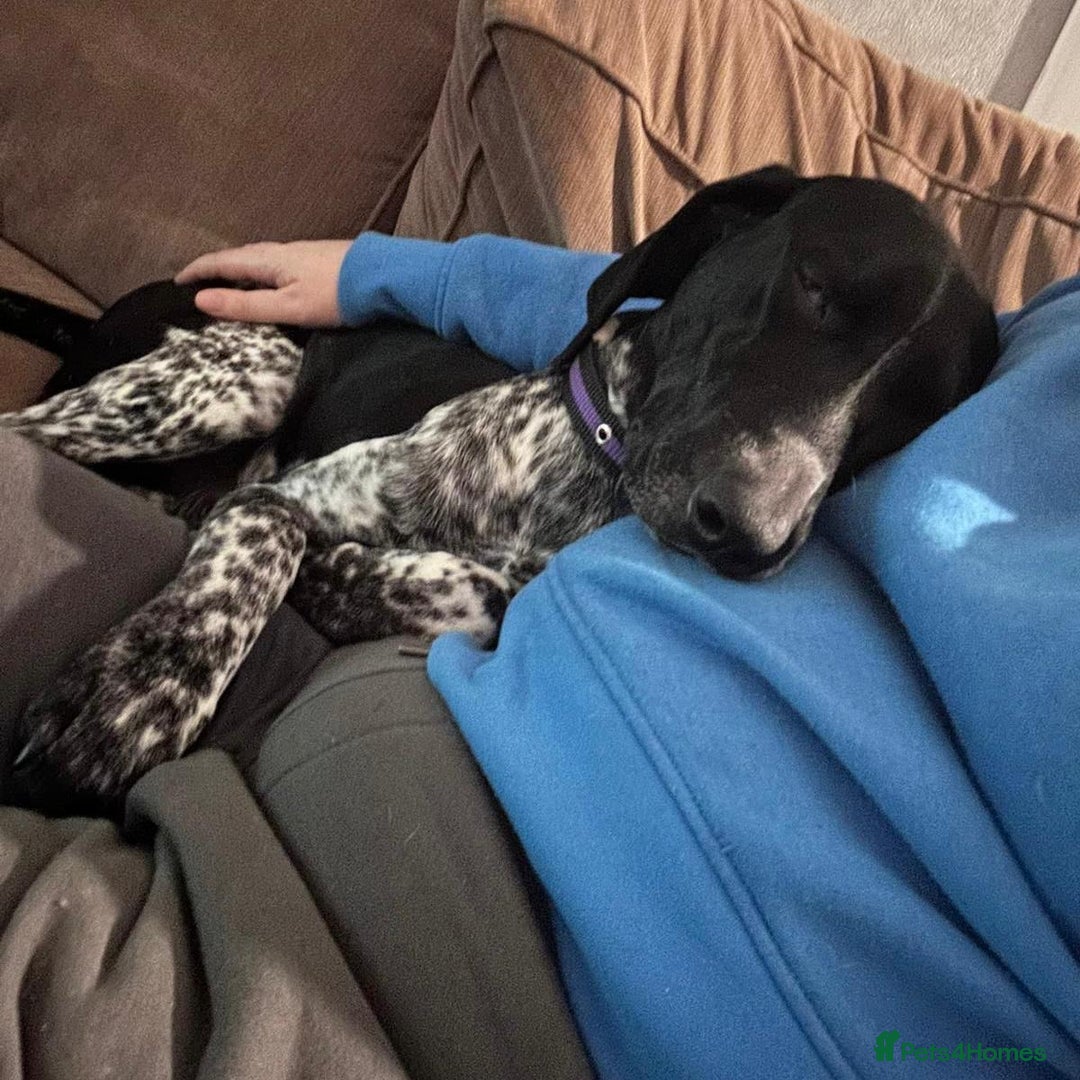 Mixed Breed dogs for adoption: Bracken (German Pointer mix) - Advert 3