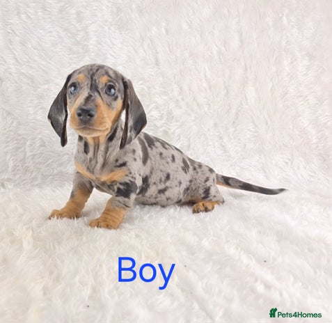 Miniature Dachshund dogs - Advert 1
