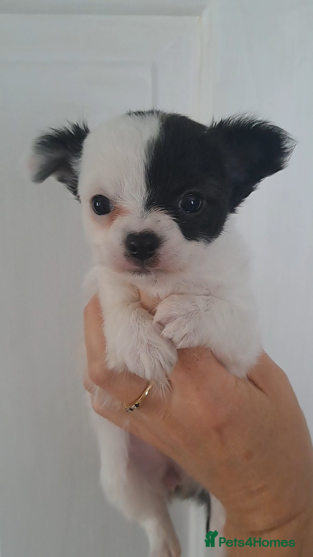 Chihuahua dogs for sale: Long Coat Chihuahua puppies - Image 5