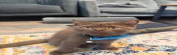 British Shorthair cats for sale: Beautiful Chocolate British Shorthair Kitten – Boy - Advert 3