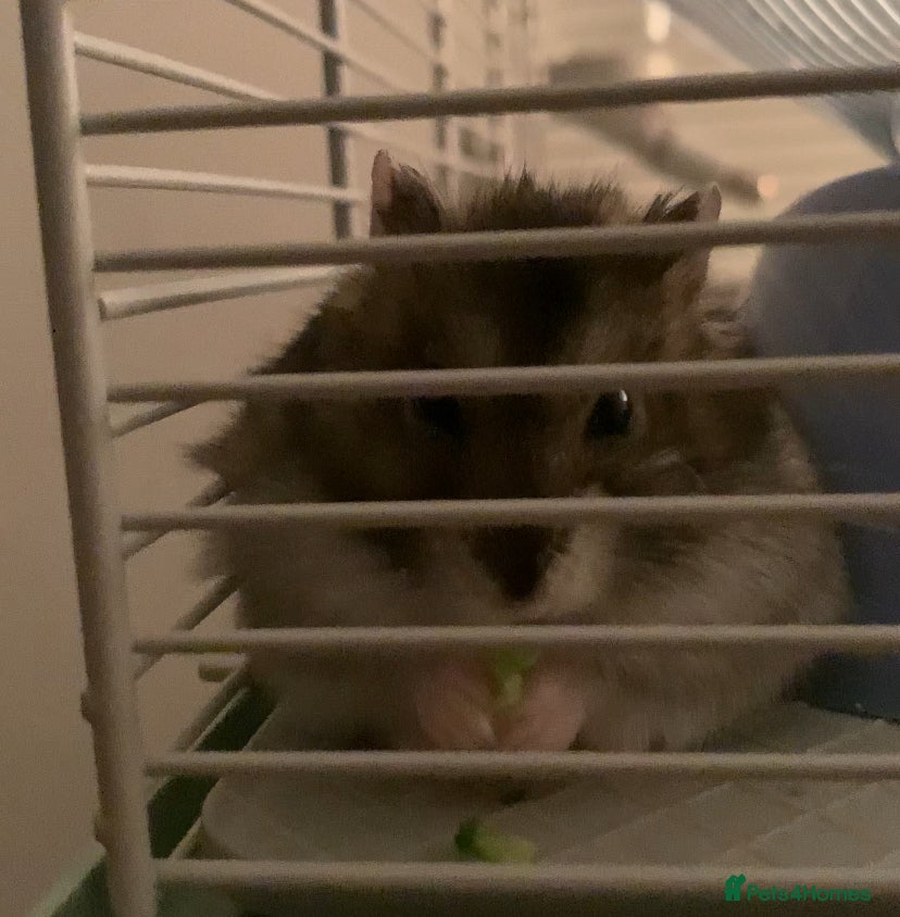 Hamster rodents Hamster For Sale! - Advert 1