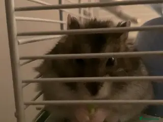 Hamster rodents Hamster For Sale! - Advert 1