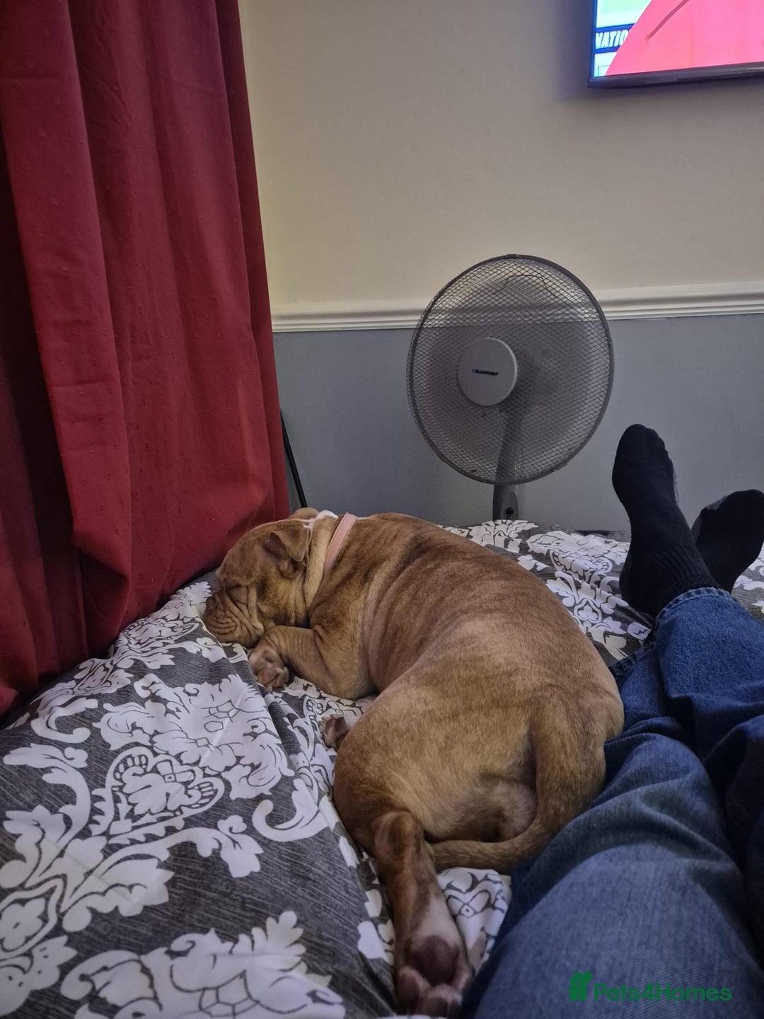 Mixed Breed dogs for sale: English bulldog / staff  - Advert 5