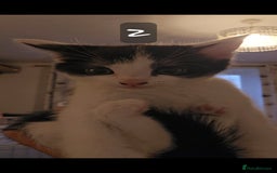 Mixed Breed cats for sale: Kittens  - Image 10