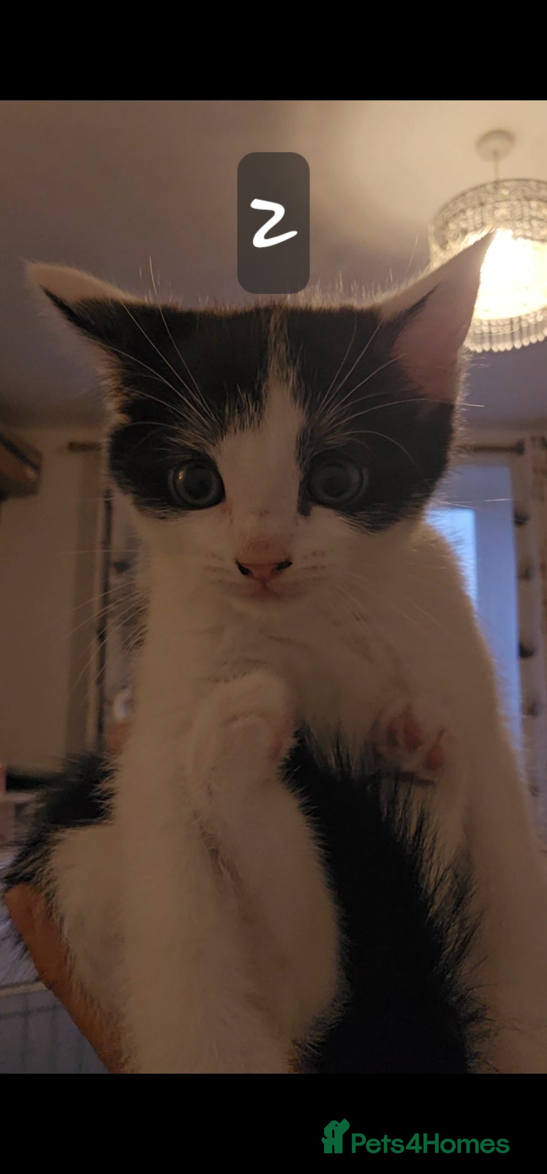 Mixed Breed cats for sale: Kittens  - Image 10