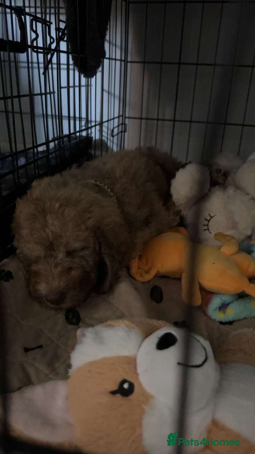 Cockapoo dogs for sale: Berdoodle 11 weeksold FULLY VACCINATED  - Image 13