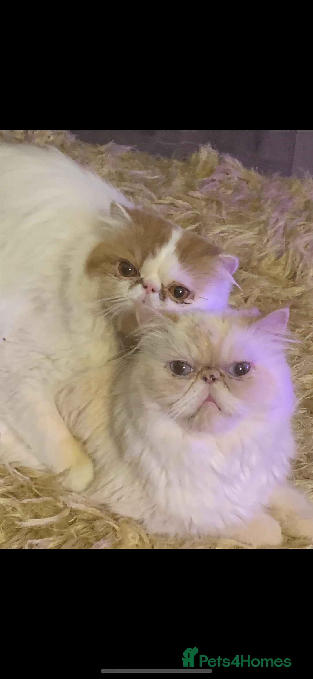 Persian cats for sale: Beautiful Persian kittens - Advert 6