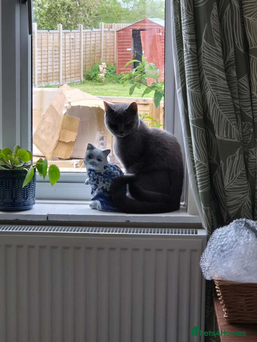 British Shorthair cats for sale: Dottie British Blue Shorthair - Advert 5